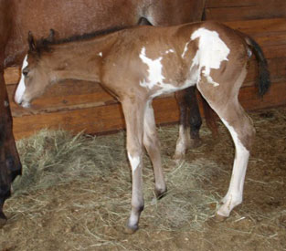 2011 Bay Overo Filly 