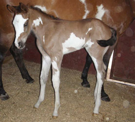 2012 Bay Overo Filly 