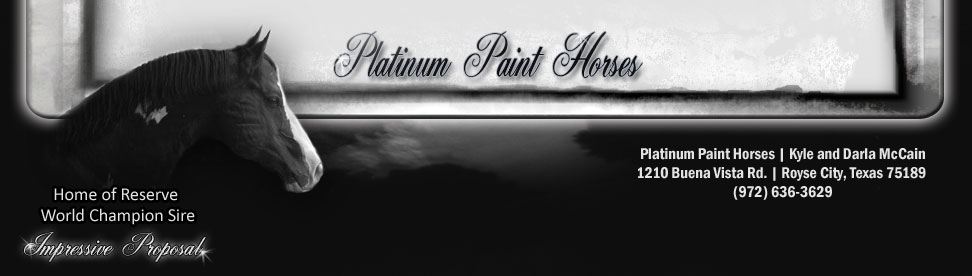 Platinum Paint Horses