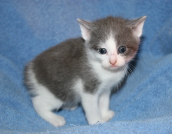 Manx Kittens